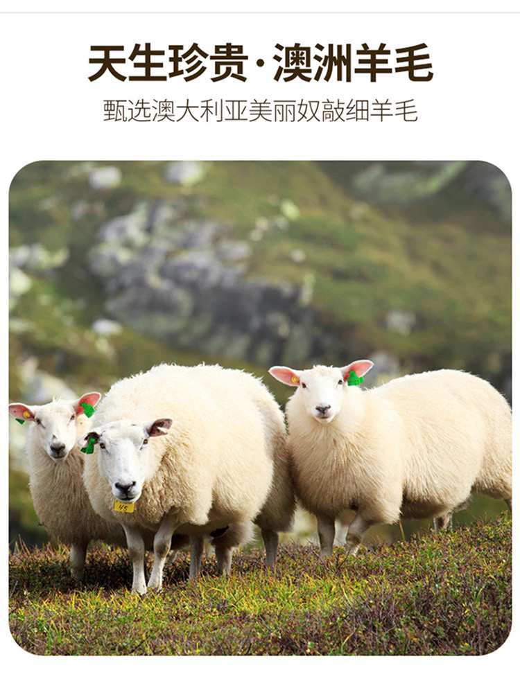 秋冬100%澳洲美丽奴全羊毛大衣 经典版型 超显瘦款 四色可选