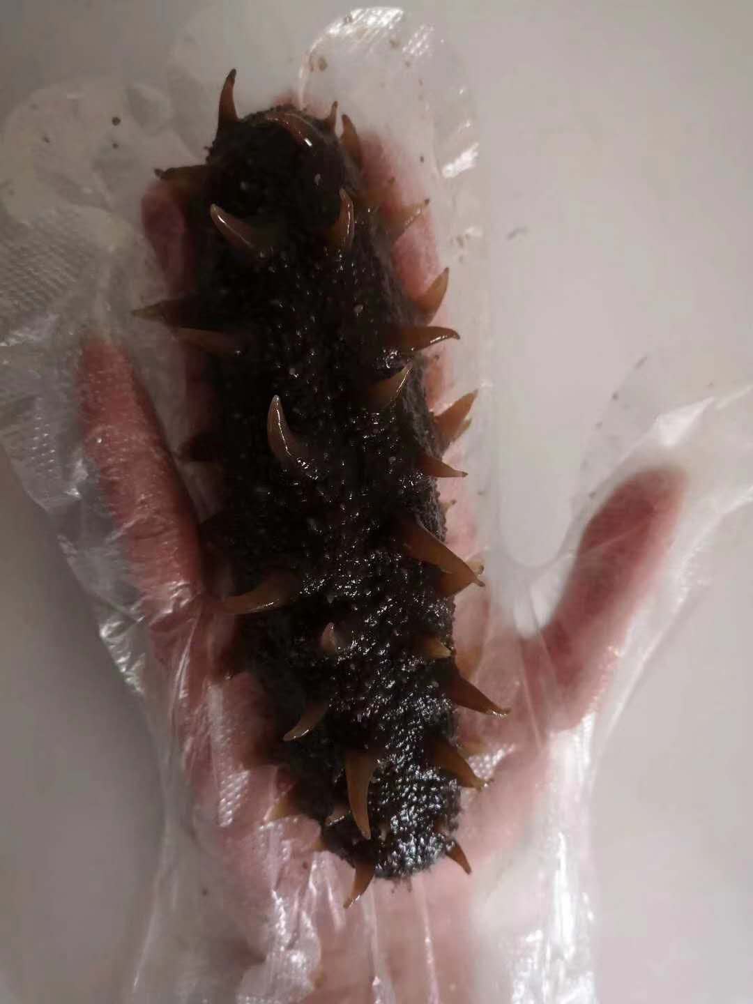 鲁海   速冻即食海参  500g/袋