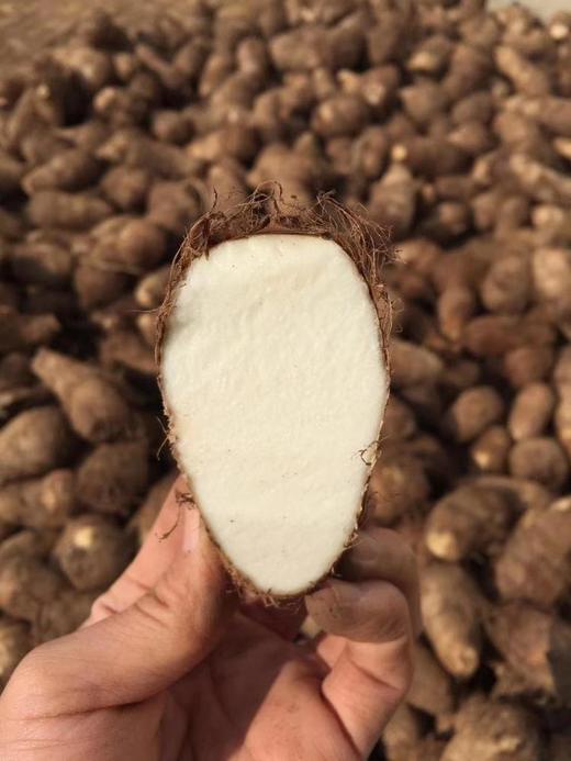 【莱阳芋头】莱阳山地芋头 国家地理标志农产品 已经晒好的芋头，熬汤，煮面条，烤着吃超级鲜美！力荐！口感细腻绵软5斤装 商品图1