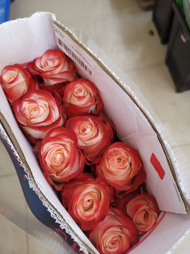 肯尼亚玫瑰farfalla法尔法拉10支