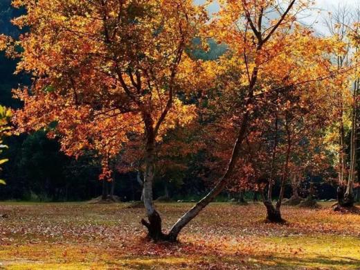 11月19日 韶关•灵溪红枫，双峰寨，夏富古村，丹霞山高铁三天摄影<臻享>12.28日 商品图1