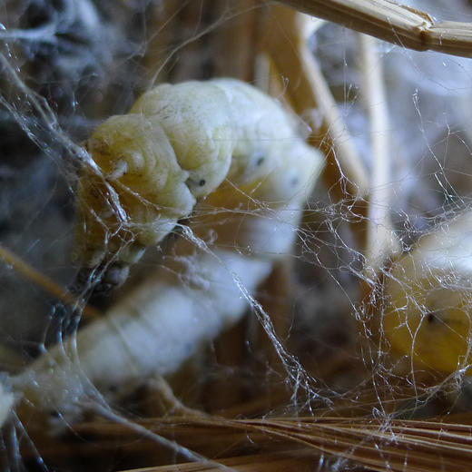传统手工蚕丝被 | 来自鱼米之乡浙江桐乡，全桑蚕丝，手工剥茧，古法制被，轻盈透气保暖，超舒适 商品图5