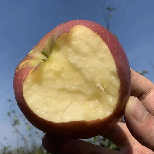 【助农】陕西山地丑苹果,山地种植,脆甜多汁,果味浓郁!