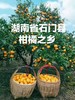 橘子红了--石门蜜桔，皮薄无渣，鲜甜爆汁，桐鲜生第四季 商品缩略图2