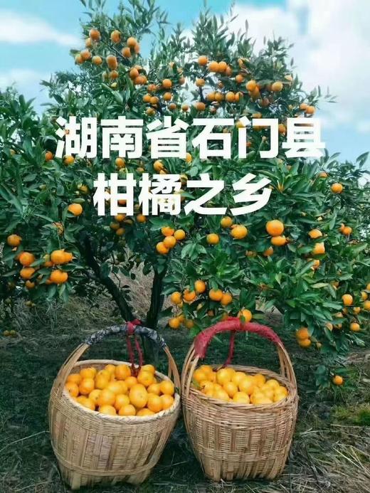 橘子红了--石门蜜桔，皮薄无渣，鲜甜爆汁，桐鲜生第四季 商品图2