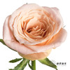 单头玫瑰 | 猪猪小姐 商品缩略图8