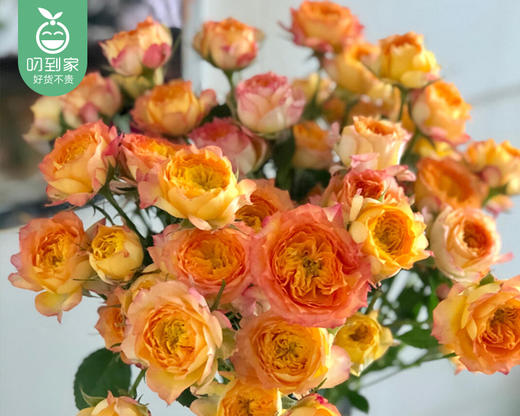 浪漫爱人-多头泡泡玫瑰/1扎(5枝)