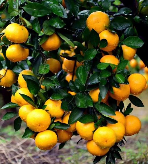 橘子红了--石门蜜桔，皮薄无渣，鲜甜爆汁，桐鲜生第四季 商品图1