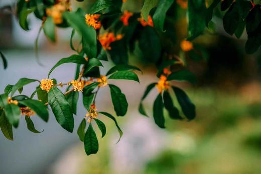 阳朔好物·干桂花(无硫·纯天然·桂林市花·2瓶包邮)