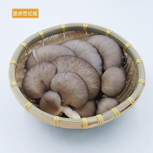 bn平菇约250g260g份