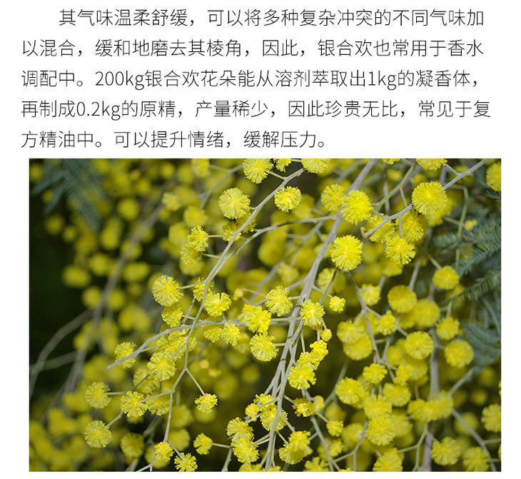 法国进口银合欢净油美容院护肤刮痧精油oem颇黎银合欢净油批发