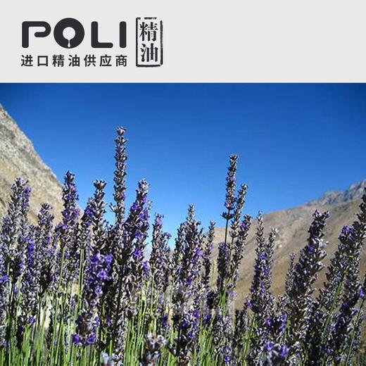 法国1号普罗旺斯薰衣草精油颇黎单方精油原料进口补水按摩精油