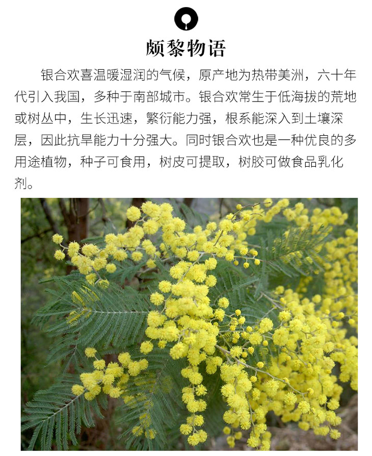 法国进口银合欢净油美容院护肤刮痧精油oem颇黎银合欢净油批发