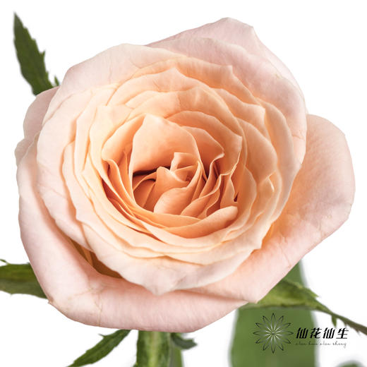 单头玫瑰 | 猪猪小姐 商品图9