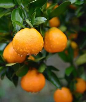 橘子红了--石门蜜桔，皮薄无渣，鲜甜爆汁，桐鲜生第四季