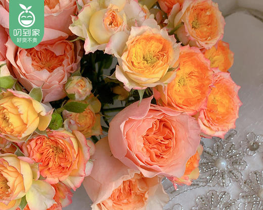 浪漫爱人-多头泡泡玫瑰/1扎(5枝)