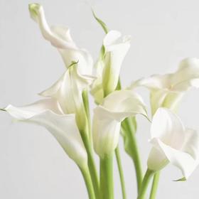 【AB级国产马蹄莲】10支/份.长约55-60cm