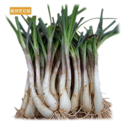 bn鲜藠头约250g份