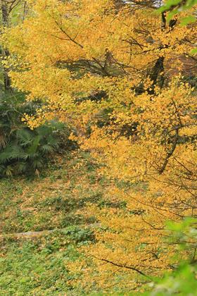 【永州】湖南•银杏第一村桐子坳金秋，九嶷山，零陵古城，上甘棠古村3天摄影