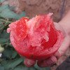 【米易西红柿 】| 多汁爽口 自然熟 自然甜 看得见的沙瓤 产地现摘新鲜直达5斤装 商品缩略图1