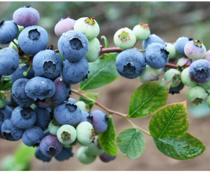 长白山野生蓝莓干你没吃过的饱满有肉无糖无油什么都没加值得天天为