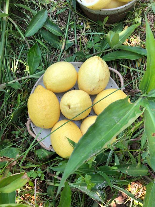 悠然柠檬鲜果（或流米李预售） 商品图2