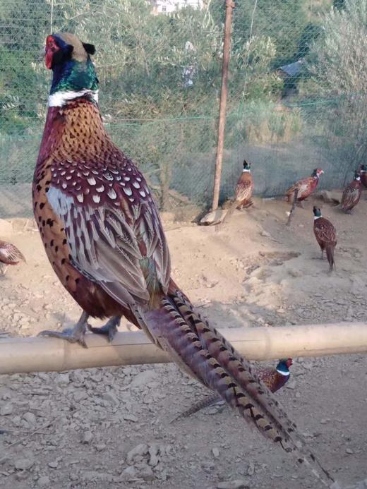 【生鲜预售】郧阳七彩山鸡雉鸡散养山鸡 商品图2