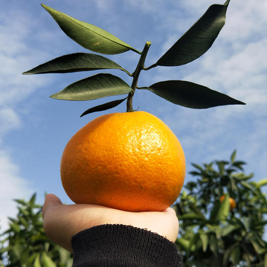 四川爱媛果冻橙，果肉细腻，入口化渣  ，可以吸着吃的网红橘橙~ 商品图2