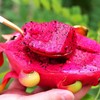 海南红心火龙果2个 约1000g 商品缩略图1