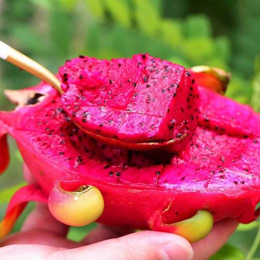 海南红心火龙果2个 约1000g 商品图1