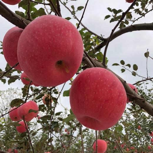 陕西洛川红富士苹果8-8.5斤装当季新鲜水果应季现摘苹果整箱包邮 商品图6