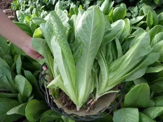 鸿翠园 有机罗马生菜（有机孔雀菜） 商品图4