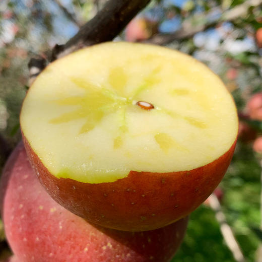 【四川大凉山丑苹果】大凉山盐源丑苹果 红将军苹果 香甜多汁 现摘现发  4.5斤装 商品图3