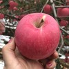 陕西洛川红富士苹果8-8.5斤装当季新鲜水果应季现摘苹果整箱包邮 商品缩略图4