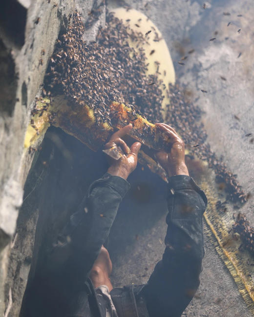 雪山野生蜂蜜 商品图5