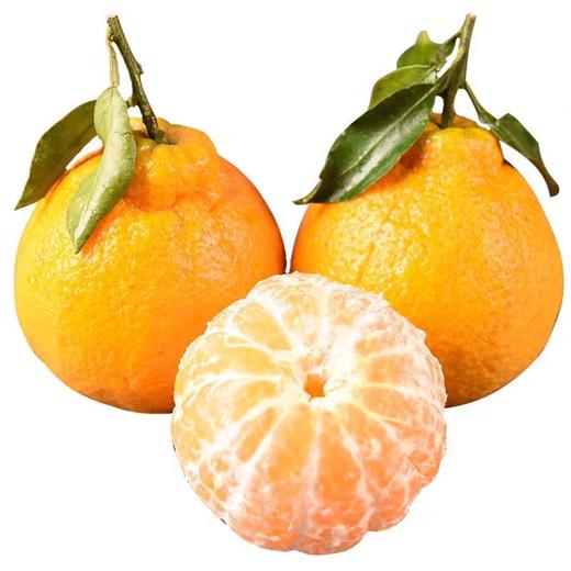 惊爆价2.8/斤(原价3.8) 不知火-丑橘8.6元/5个 约1600g 商品图5