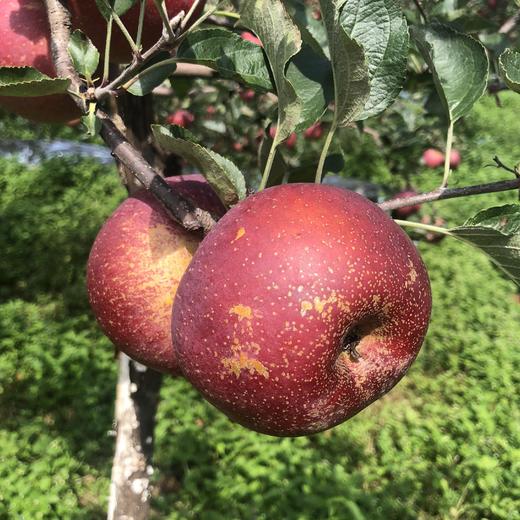 【四川大凉山丑苹果】大凉山盐源丑苹果 红将军苹果 香甜多汁 现摘现发  4.5斤装 商品图4