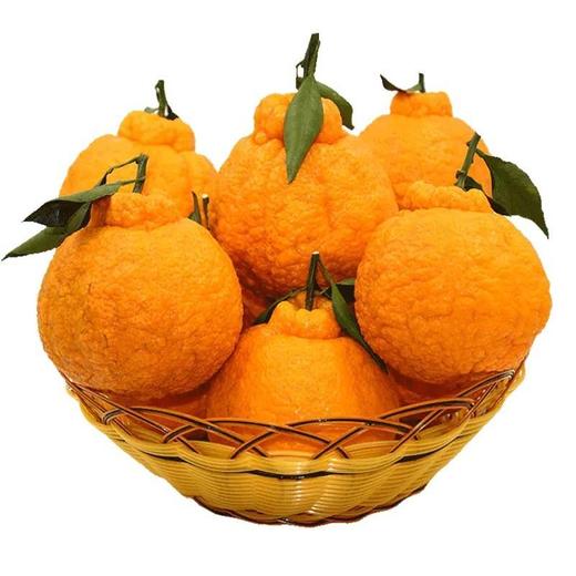 惊爆价2.8/斤(原价3.8) 不知火-丑橘8.6元/5个 约1600g 商品图6