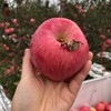 陕西洛川红富士苹果8-8.5斤装当季新鲜水果应季现摘苹果整箱包邮 商品缩略图3