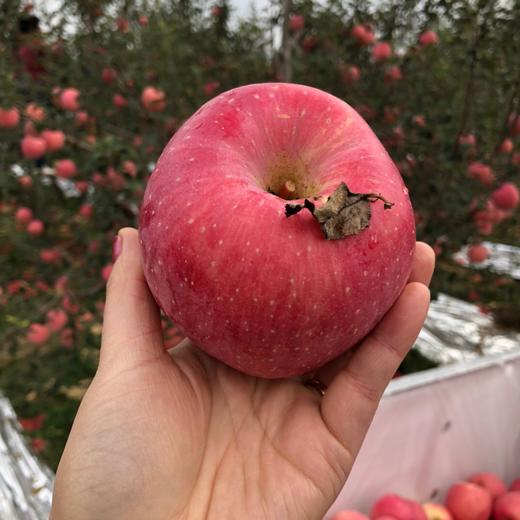 陕西洛川红富士苹果8-8.5斤装当季新鲜水果应季现摘苹果整箱包邮 商品图3