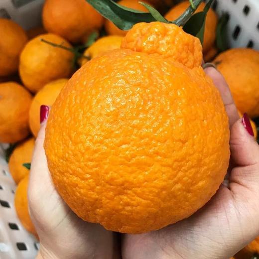 惊爆价2.8/斤(原价3.8) 不知火-丑橘8.6元/5个 约1600g 商品图8