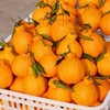 惊爆价2.8/斤(原价3.8) 不知火-丑橘8.6元/5个 约1600g 商品缩略图9
