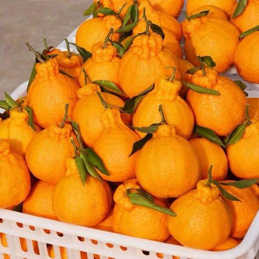 惊爆价2.8/斤(原价3.8) 不知火-丑橘8.6元/5个 约1600g 商品图9