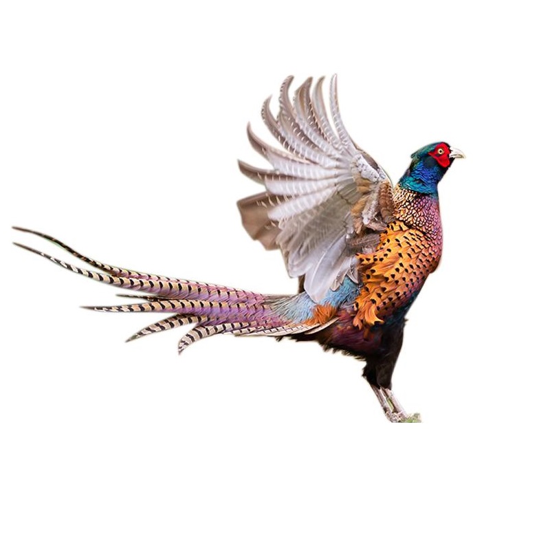 【生鲜预售】郧阳七彩山鸡雉鸡散养山鸡