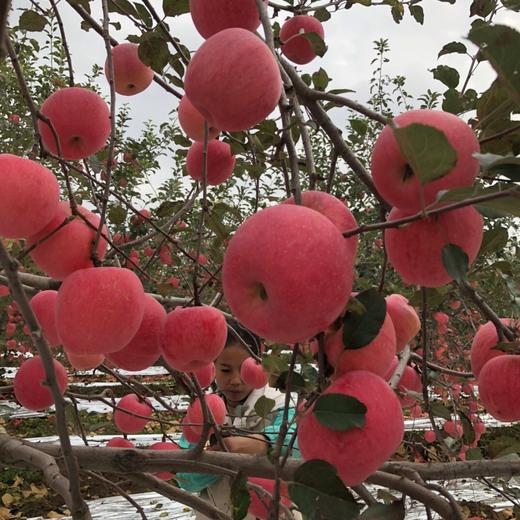 陕西洛川红富士苹果8-8.5斤装当季新鲜水果应季现摘苹果整箱包邮 商品图7