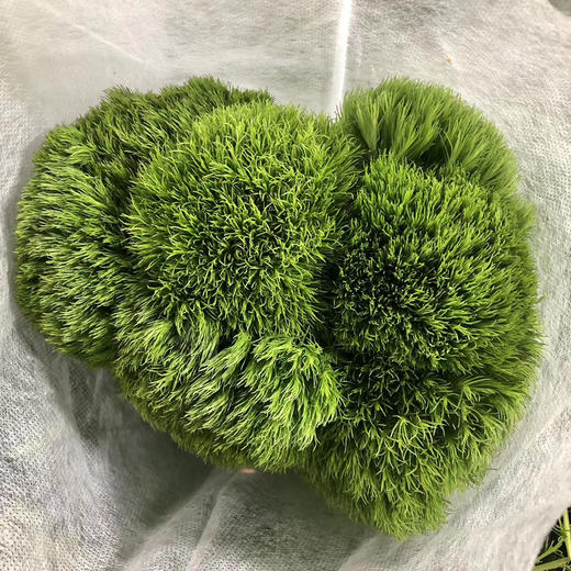 国产花材-【绿毛球】 商品图1