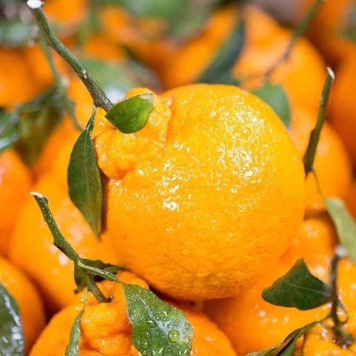 惊爆价2.8/斤(原价3.8) 不知火-丑橘8.6元/5个 约1600g 商品图7