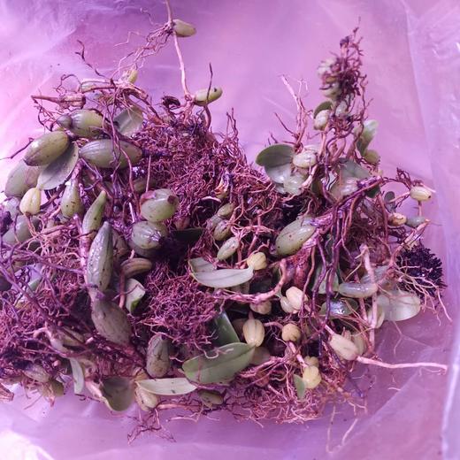 石橄榄 商品图1