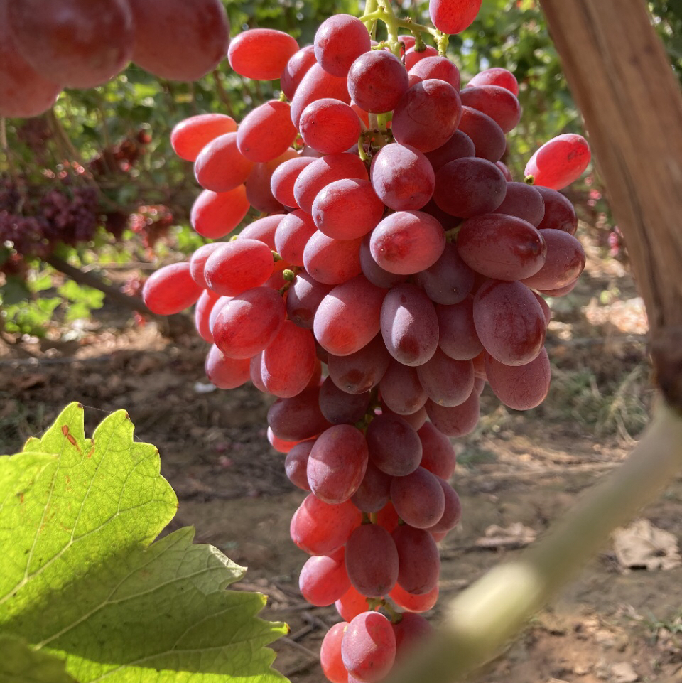 山西特产｜妙脆暗香无核葡萄超级甜2斤送半斤顺丰包邮