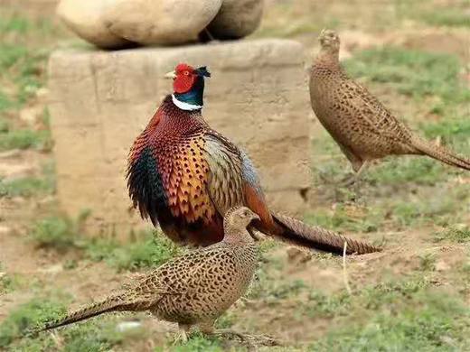 【生鲜预售】郧阳七彩山鸡雉鸡散养山鸡 商品图1